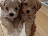 Sevimli Maltipoo Yavrularımız