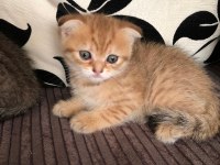 Golden tatlı eğik kulaklı yavru kedilerim