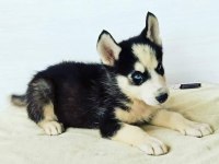 HUSKY YAVRULAR DİŞİ ERKEK