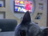 Sevimli ufaklık kedimiz Babi yeni yuvasını arıyor