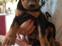 Şampiyon Soy Doberman