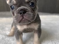 Full şecereli egzotik French bulldog yavrular