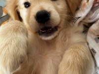 2.5 Aylık Dişi Golden Retriever Yavru