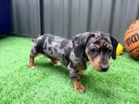 BLUE MERLE DACHSHUND BEBEKLERİMİZ ÇİFTLİĞİMİZDEN