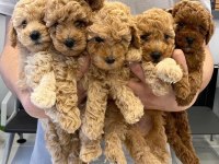 A Kalite Red Maltipoo Bebekler