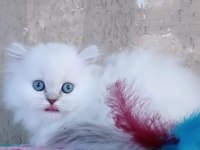 BONCUK GÖZLÜ BRİTİSH LONGHAİR DİŞİ