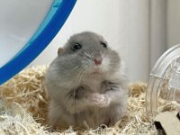 Suriye ve gonzales hamster yavrular