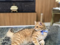 Golden british shorthair kızım