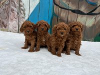 Toy Poodle Erkek Dişi Bebeklerim