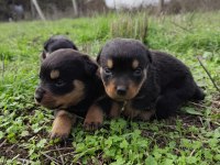 KIF onaylı A SCRli rottweiler yavrular