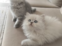 Scottish fold bebek kedimiz