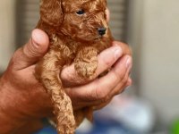 Anne altından ırk ve sağlık garantili poodle