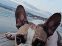 Fransız Bulldog Kızım