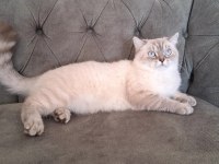 PAMUK PRENSES SCOTTİSH STRAİGHT