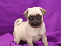 Dünya Tatlısı Pug Yavruları