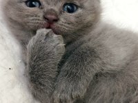 Yavru dişi uysal minik scottish fold