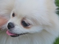 Pomeranian Dişi Beyaz Prenses