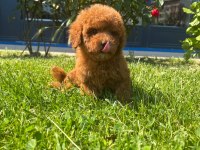 Toy Poodle Bebekleri