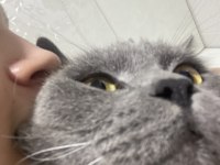 BRITISH SHORTHAIR MERSIN YENISEHIR