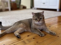 British shorthair erkek kedimiz