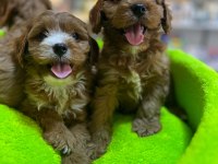 Tüy Dökmeyen Hipoalerjenik Saf Kan Maltipoo Yavrular