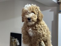 Wc Eğitimli Maltipoo Yavrularımızı Canlı Görün