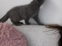Scottish fold kedimiz 2 aylık
