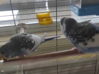 2 tane muhabbet kuşu