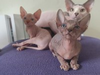 Safkan Sfenks