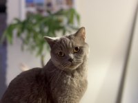 British Shorthair Yetişkin