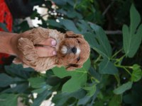 Muhteşem Maltipoo