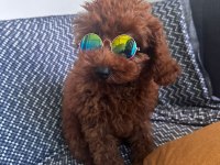 Toy poodle köpeğimiz