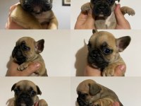 Balıkesir merkez Fransız Bulldog (french bulldog)