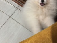 Pomeranian boo ayı surat bebek erkek
