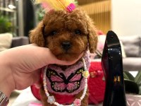 En Özel Secereli Toy Poodle Yavrular