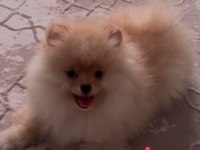 3 aylık pomeranian