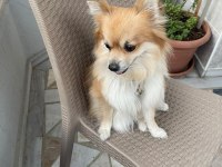 Çipine göre 4 yaşında Aile Köpeğimiz