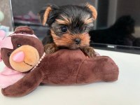 Teacup safkan yorkshire terrier yavruları