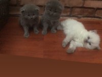 1 Temmuz scottish fold bebekleri (AYI SURAT)