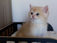 Lilac golden erkek british shorthair yavru