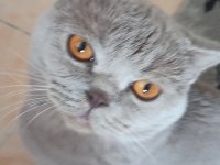 british shorthair oyuncu ve uysal