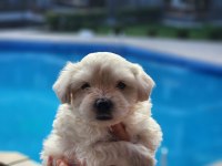 0 numara maltese terrier bebekler