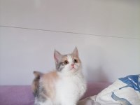 Chinchilla melezi