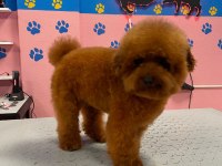ORJİNAL TOY POODLE YETİŞKİN YAVRU