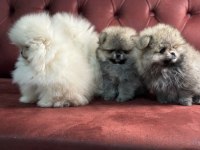 Ankaranın en kaliteli pomeranian yavruları