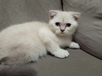Pamuk şekerler yeni ailelerini bekliyor