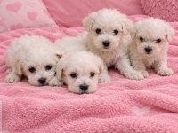 Minik maltese bebişler