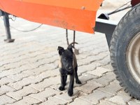 Kalitenin tek adresi A+ kalite malinois yavrular