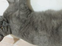 Duman yuva arıyor british shorthair