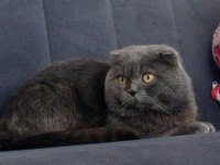 Scottish Fold Yavru Kedimiz